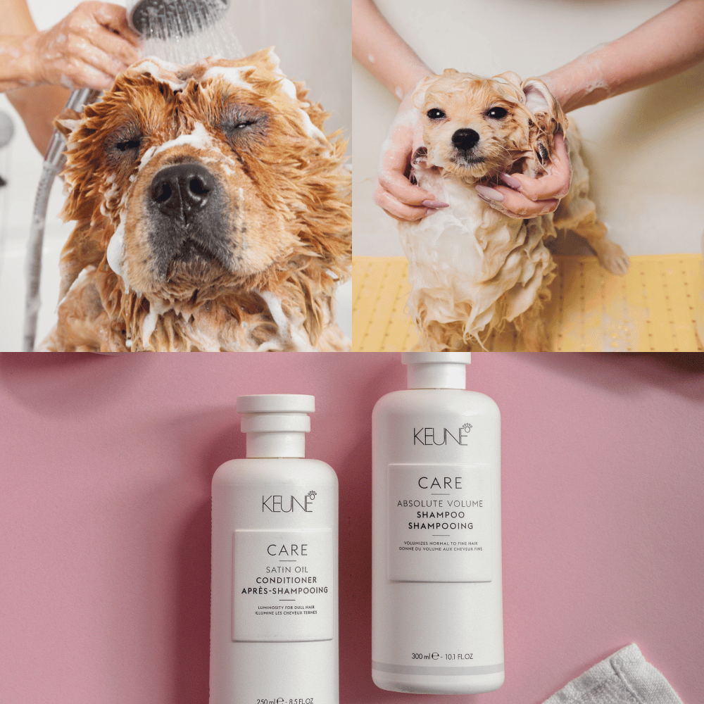 The Best Dry Shampoos for Dogs A Comprehensive Review