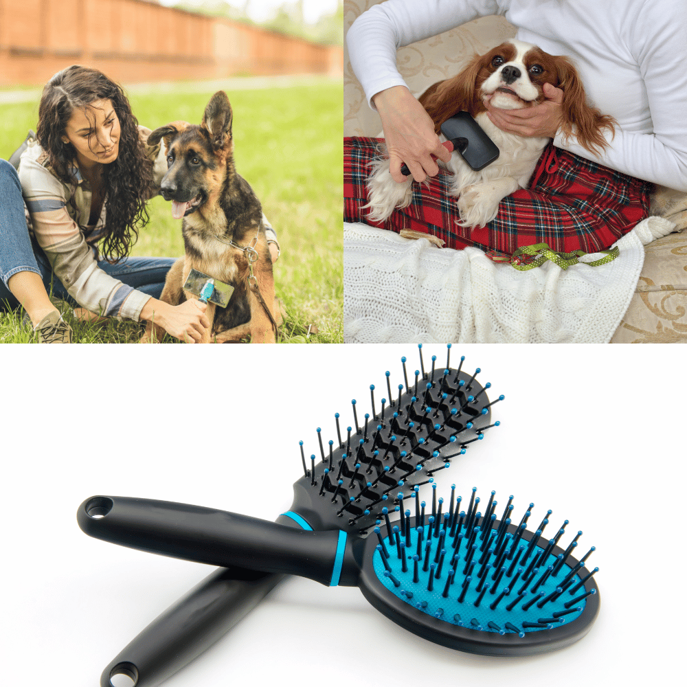 the-best-dog-brushes-for-short-haired-breeds