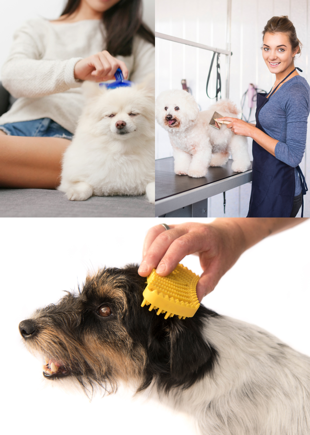 The Best Dog Brushes for Every Budget and Every Type of Dog