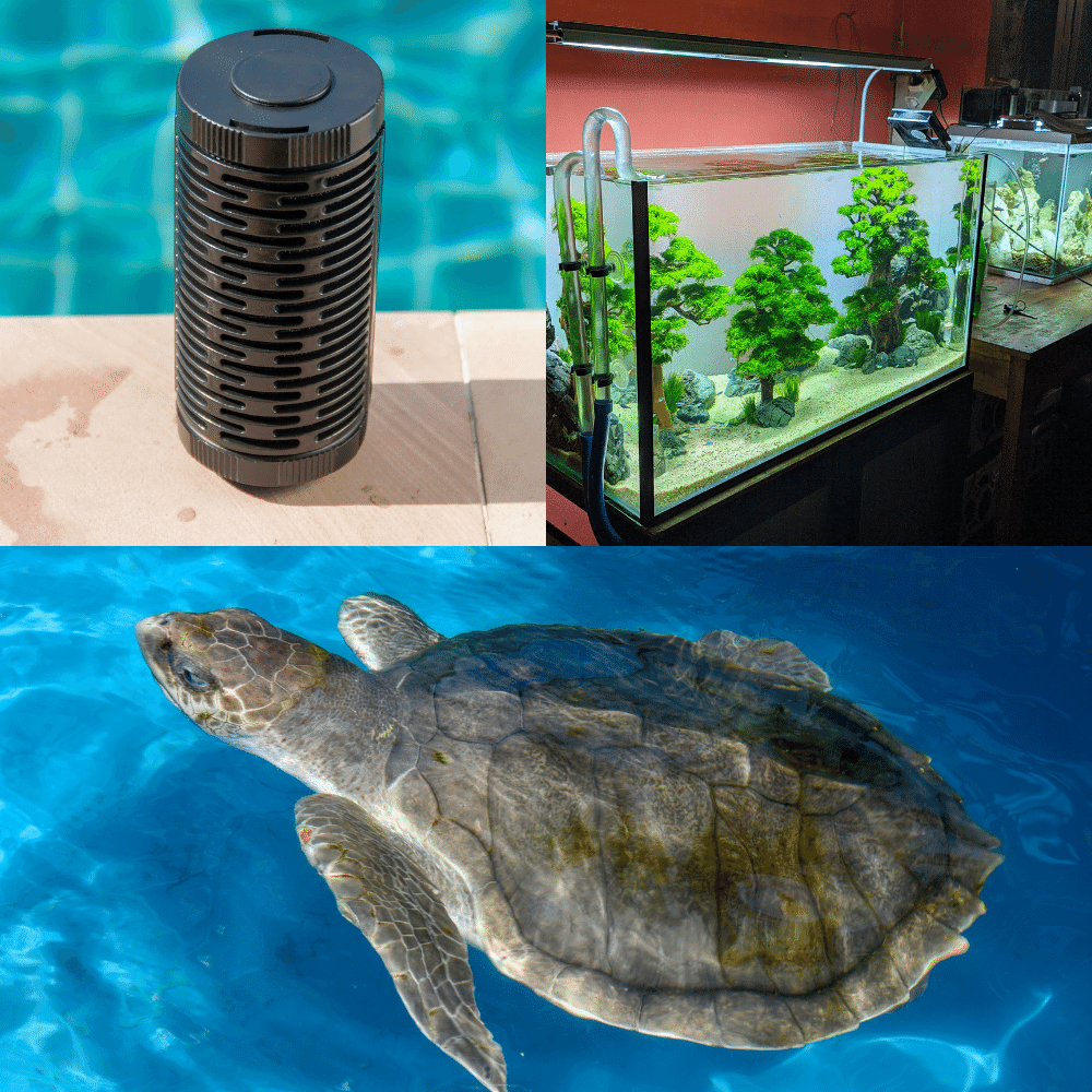 A Detailed Review of the Best Filters for Turtle Tanks