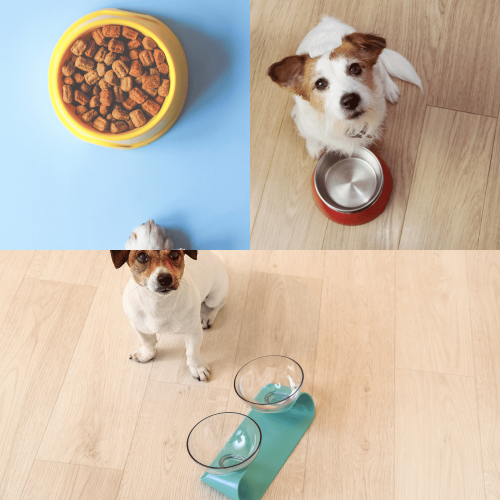 Slow Feeder Dog Bowls That Will Change Your Pup's Mealtime Forever!