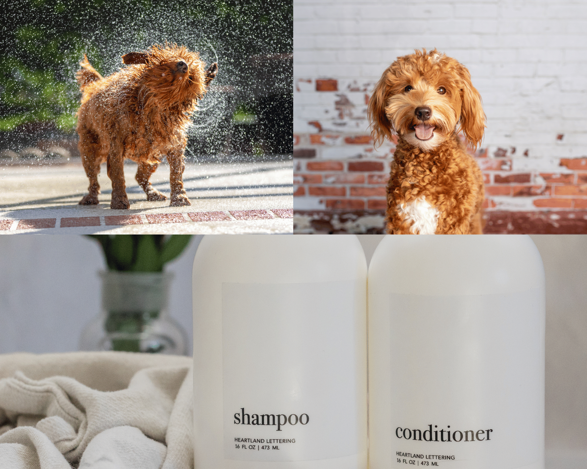 Can You Use Regular Shampoo on Goldendoodle?
